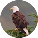 Nazar B. profile picture